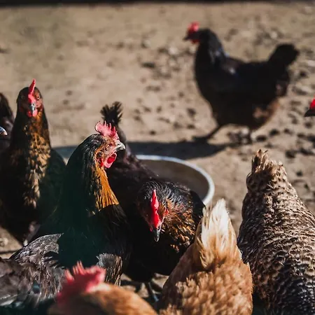 Farm Zurej بيت ضيافة 2*