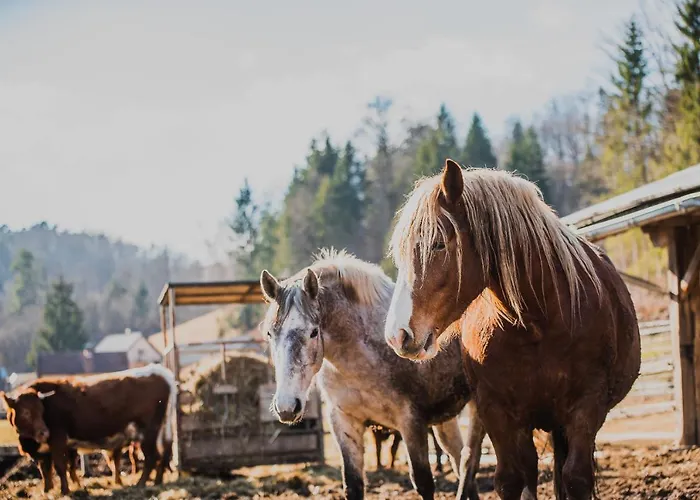 Farm Zurej Gæstehus